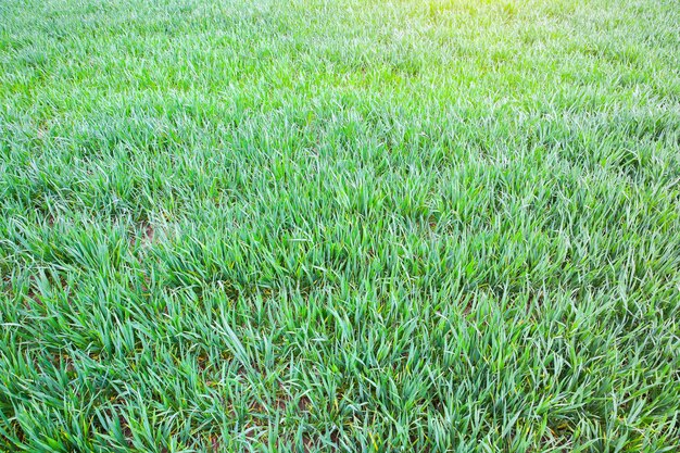 Erba verde alta nel campo Paesaggio di prato primaverile in una giornata di sole Estate Natura foto eco-friendly Coltivazione di grano Concetto di agricoltura