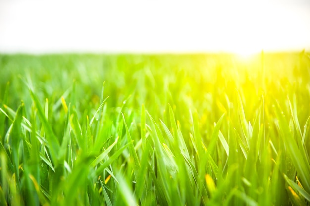 Erba verde alta nel campo Paesaggio di prato primaverile in una giornata di sole Estate Natura foto eco friendly Grano che cresce Concetto di agricoltura Carta da parati con il cielo