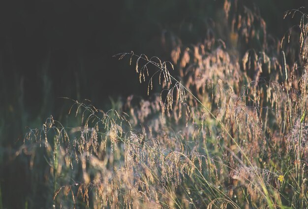 Erba verde bagnata al mattino nel campo rurale