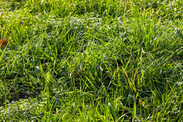 Erba verde bassa in una giornata di sole in estate