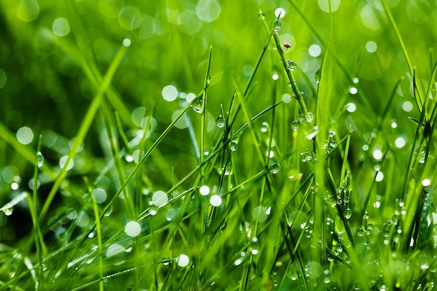 Erba verde brillante con gocce di rugiada piccola mosca