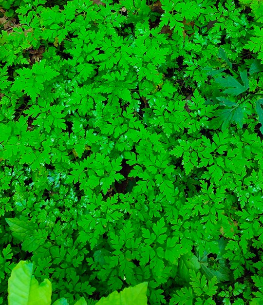 erba verde brillante nella foresta
