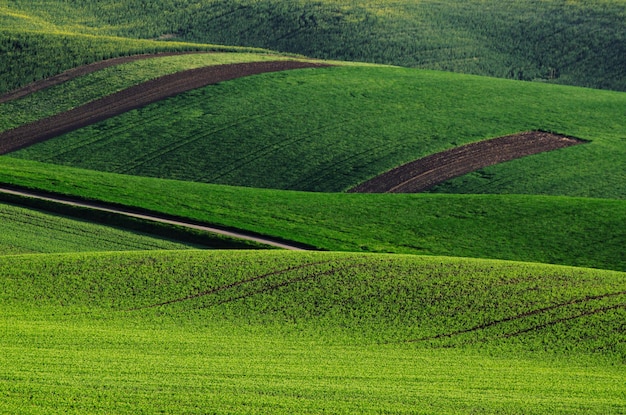 Erba verde campo di fondo