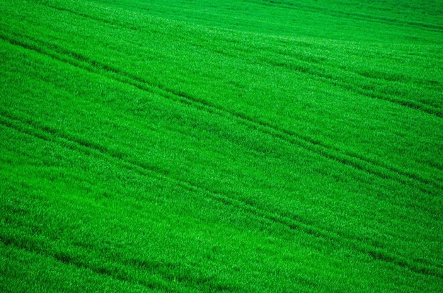 Erba verde campo di fondo