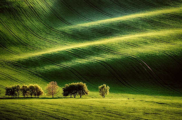 Erba verde campo di fondo