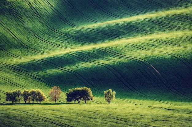 Erba verde campo di fondo