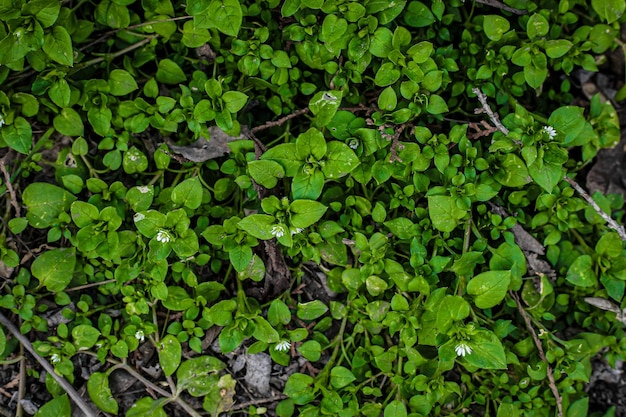 Erba verde che cresce dalla terra grigia nuova vita