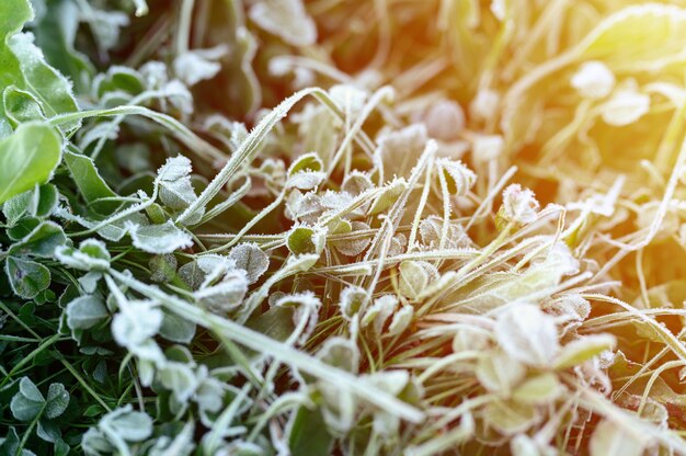 erba verde con brina mattutina in giardino, erba congelata con brina sul prato all'alba