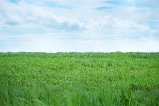 Erba verde con cielo blu