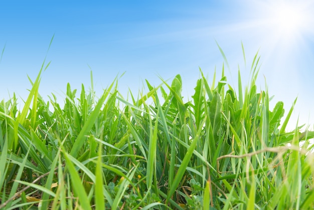 Erba verde con cielo soleggiato blu per lo sfondo