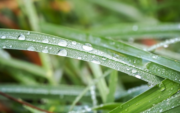 erba verde con gocce d'acqua sfondo naturale