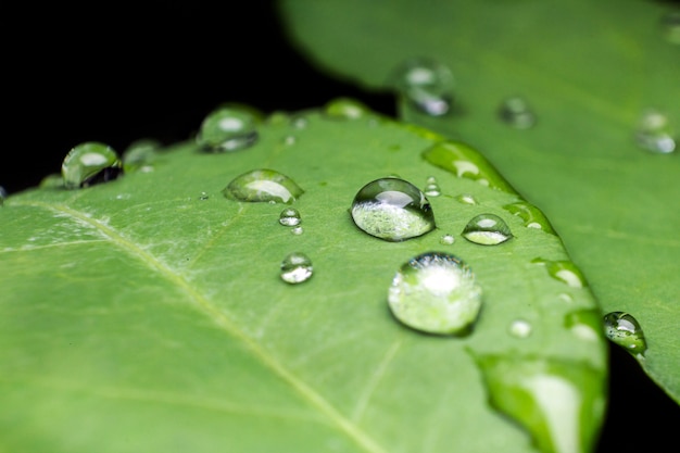 Erba verde con gocce d&#39;acqua