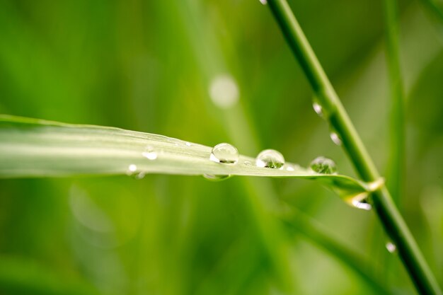 Erba verde con gocce di pioggia, macrofotografia, sfondo estivo