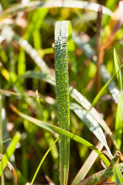 Erba verde con gocce di rugiada e pioggia, mattina d'autunno