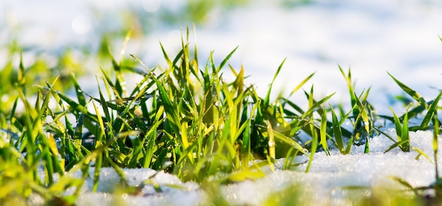 Erba verde con gocce di rugiada sullo sfondo della neve. Giornata invernale di sole. Giornata di sole all'inizio della primavera. Panorama_
