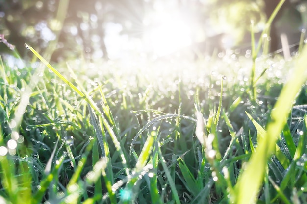 erba verde con la rugiada del mattino e la luce del sole.