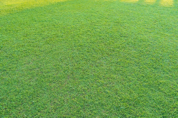 Erba verde con luce solare nel parco