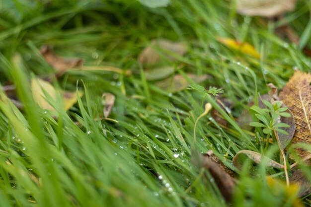 Erba verde con rugiada e foglie autunnali