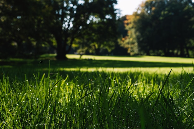 Erba verde con rugiada in un parco tedesco con alberi sullo sfondo