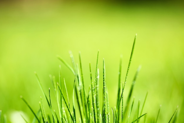 Erba verde con rugiada sullo sfondo della natura da vicino