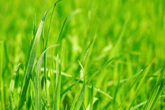 Erba verde con rugiada sullo sfondo della natura da vicino