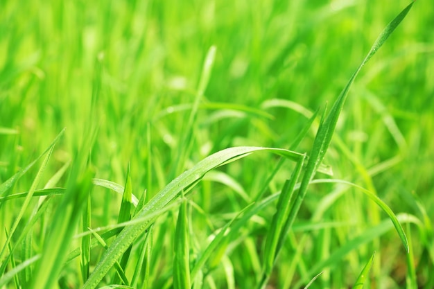 Erba verde con rugiada sullo sfondo naturale da vicino