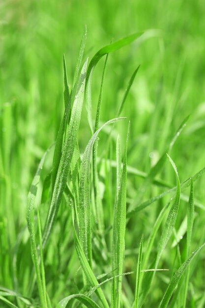 Erba verde con rugiada sullo sfondo naturale da vicino