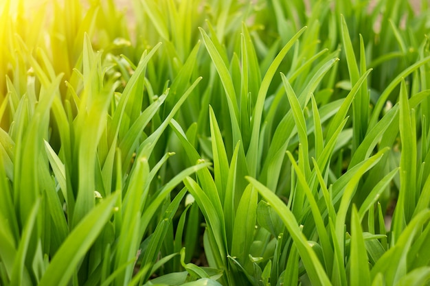 Erba verde con sole, sfondo naturale, erba di estate