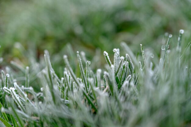 Erba verde congelata