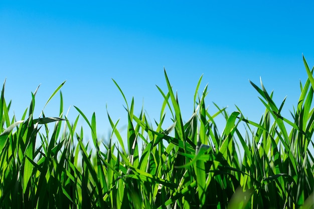 Erba verde contro il cielo blu