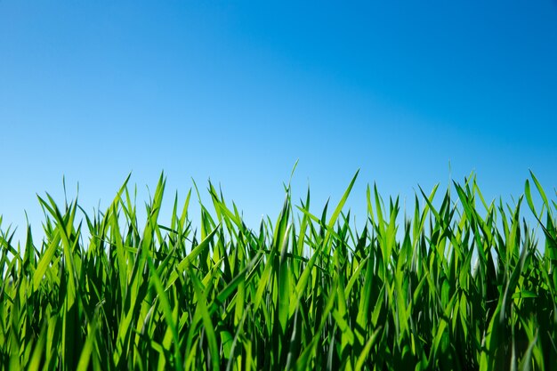 Erba verde contro il cielo blu