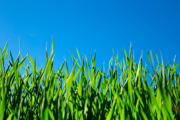 Erba verde contro il cielo blu