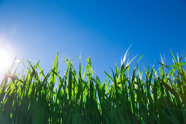 Erba verde contro il cielo blu