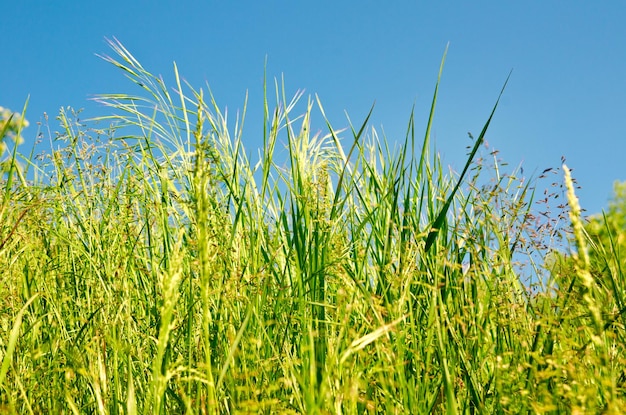 Erba verde contro il cielo blu