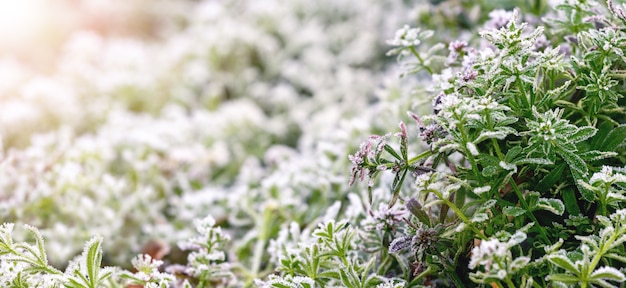 Erba verde coperta di brina durante le prime gelate, sfondo invernale