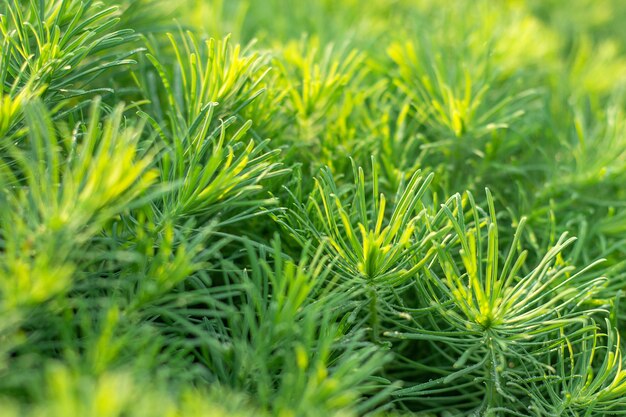 Erba verde decorativa della pianta, fondo, struttura. Euphorbia cyparissias perenne ornamentale