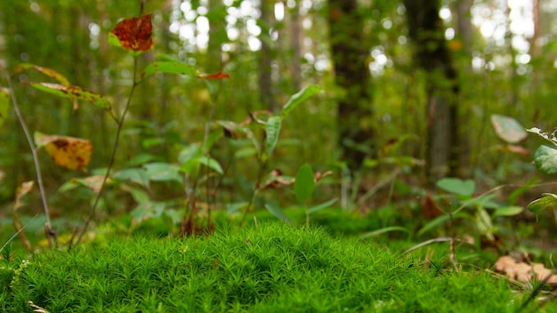 Erba verde degli alberi forestali