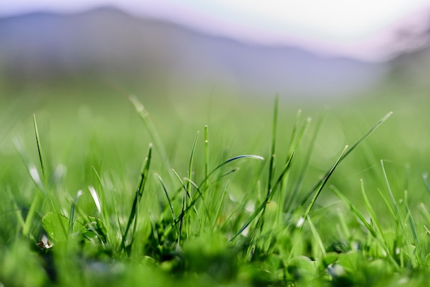 Erba verde del prato inglese della sorgente fresca che cresce in un prato