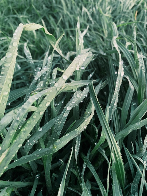 Erba verde dopo la pioggia Gocce d'acqua Dettagli