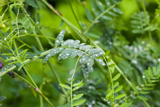 Erba verde dopo la pioggia Piante in gocce d'acqua da vicino Macro natura dettagli sul campo estivo