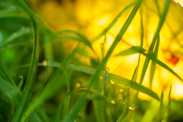 Erba verde dopo la pioggia vicino allo sfondo