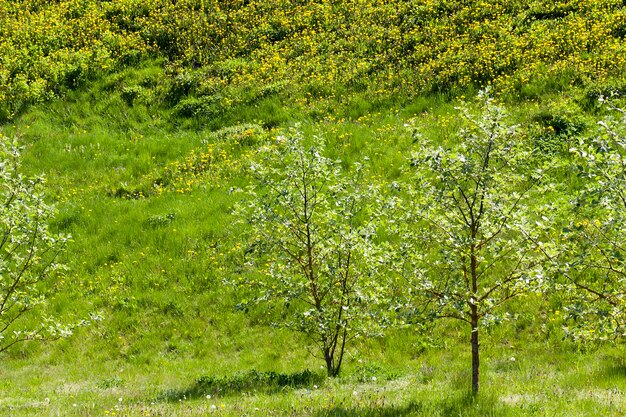 erba verde e alberi con fogliame verde