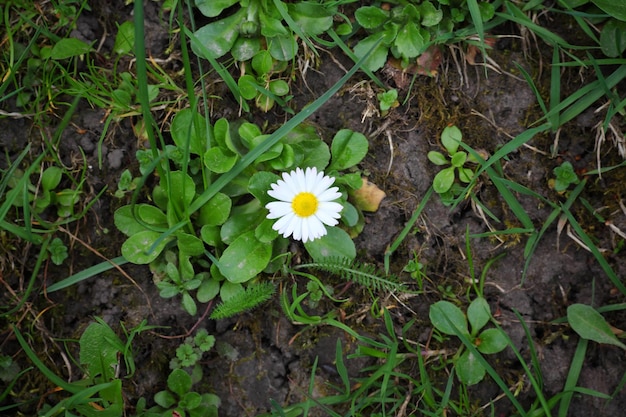 Erba verde e camomilla nella natura