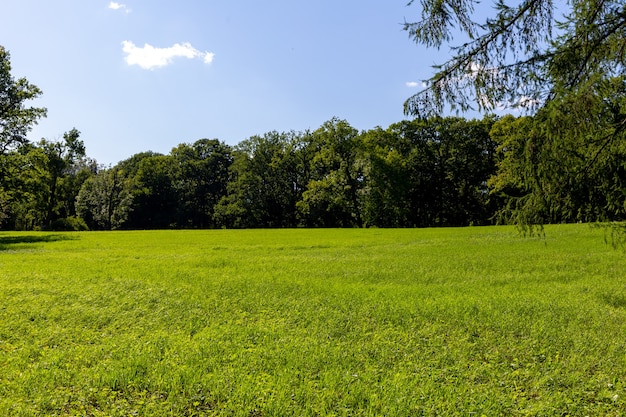 erba verde e cielo azzurro