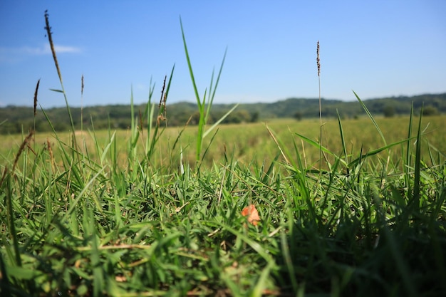 Erba verde e cielo blu con nuvole bianche