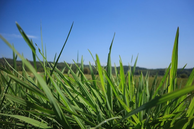 Erba verde e cielo blu con nuvole bianche