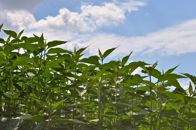 Erba verde e cielo blu