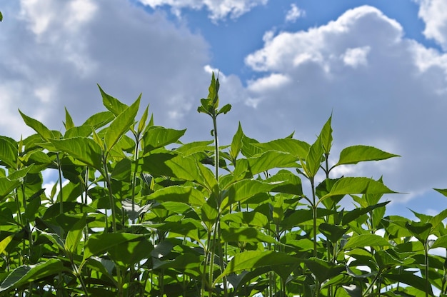 Erba verde e cielo blu