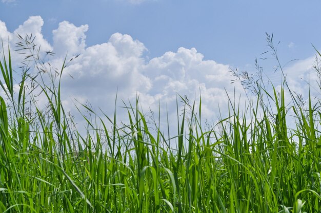 Erba verde e cielo blu