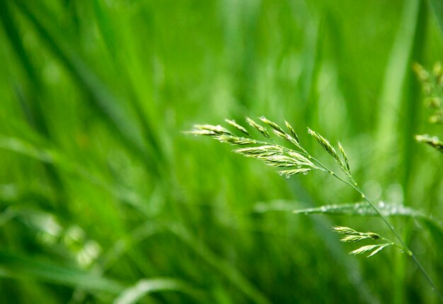 Erba verde e gocce d'acqua dopo la pioggia sfondo